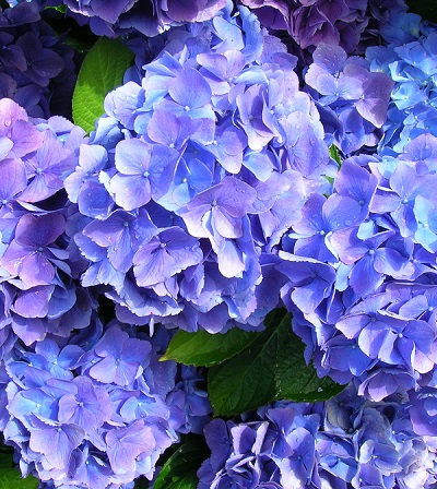 Hortensia blauw